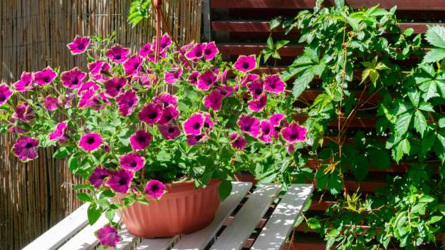 RMF Extra: Nie kupuję surfinii od lat. Co sezon mam je za darmo