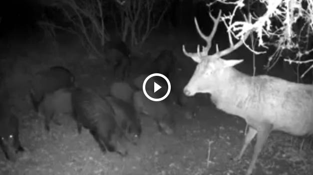 RMF Extra: Zaskakujące spotkanie stada dzików z jeleniem uchwyciła fotopułapka. "Kto pierwszy, ten lepszy" [WIDEO]