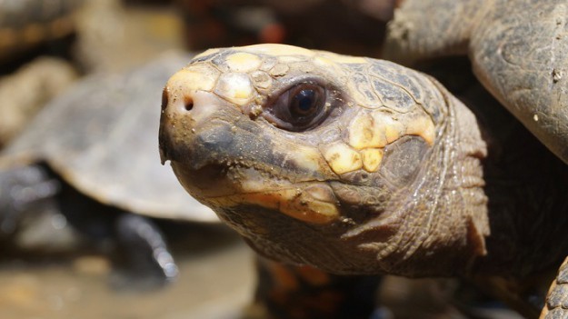 RMF Extra: To najstarsze zwierzęta na świecie. Mają po kilkaset lat!  