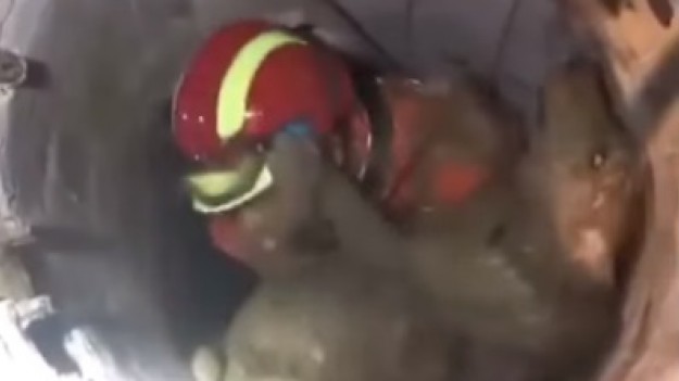 RMF Extra: Wzruszające nagranie. Pies dziękuje ratownikowi, który ocalił mu życie