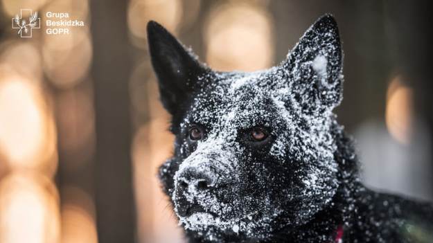 RMF Extra: Pierwszy taki pies w Polsce. Denver to ratownik do zadań specjalnych 