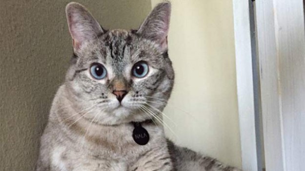 RMF Extra: Kotka, która rządzi na Instagramie. Nala ma 2,3 mln fanów!