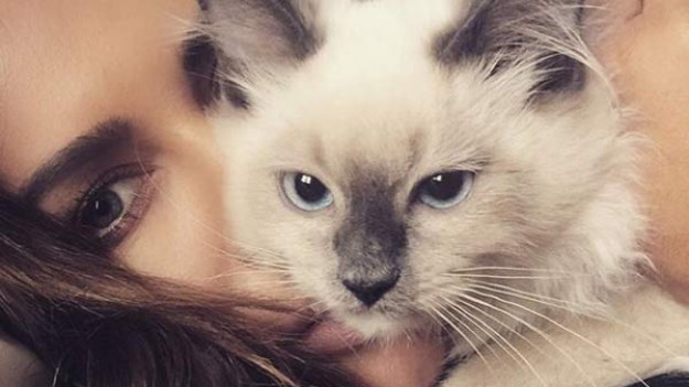 RMF Extra: Kotek Natalii Siwiec ma konto na Instagramie