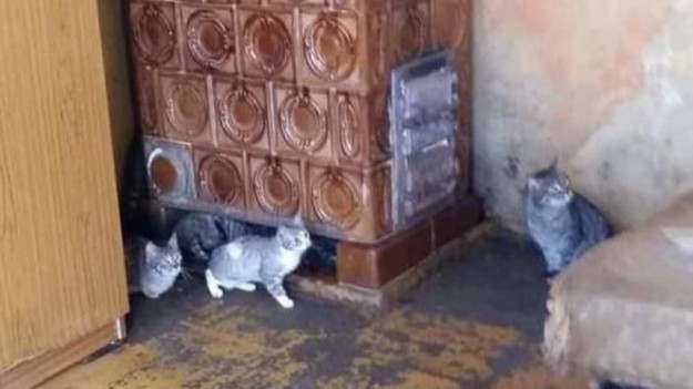 RMF Extra: Kobieta trzymała w jednym pokoju 25 kotów. Są w kiepskim stanie. Trwa zbiórka na ich leczenie