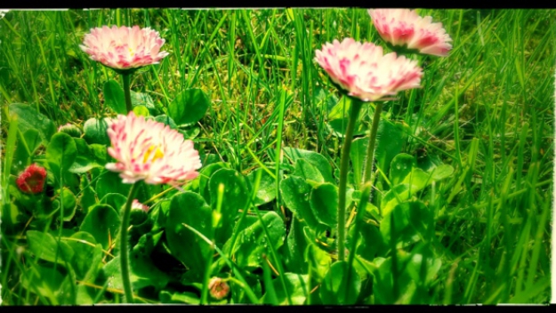 RMF Extra: Cała jesteś w... stokrotkach