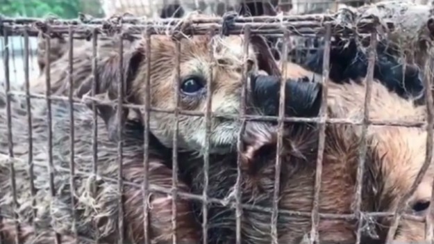 RMF Extra: W Chinach zaczyna się festiwal psiego mięsa. Psy przechodzą tam katusze [18+]