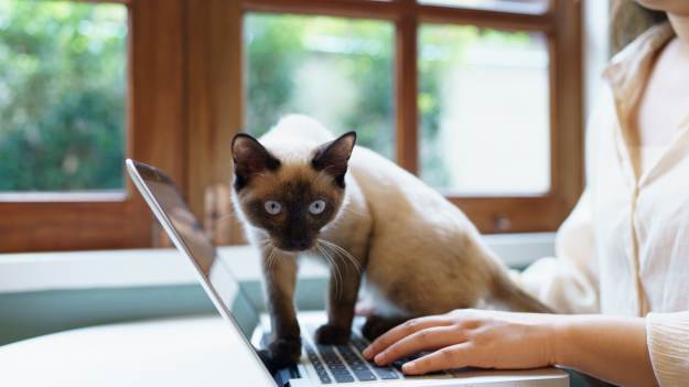 RMF Extra: Kot kładzie się na twoim laptopie, gdy pracujesz? Sprawdź, co w ten sposób chce ci przekazać!