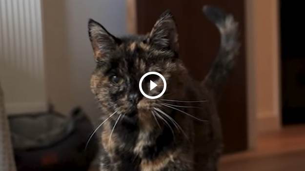 RMF Extra: Najstarsza kotka na świecie. Pobiła rekord Guinnessa [WIDEO]