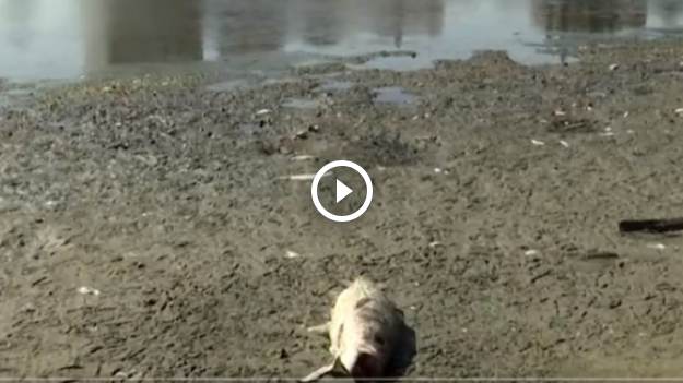 RMF Extra: Poważne kłopoty w zatoce w USA. Toksyczne algi zabijają ryby [WIDEO]