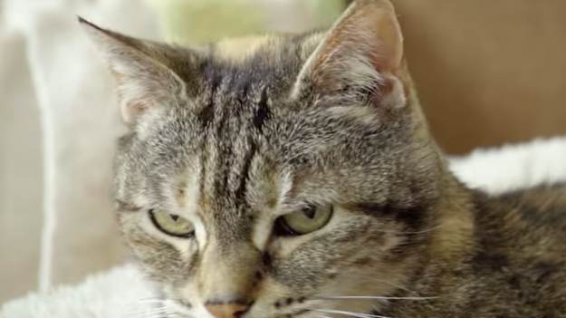 RMF Extra: Ten kot pobił rekord Guinnessa. Jego mruczenie jest głośniejsze niż czajnik [WIDEO] 