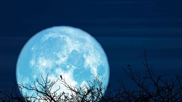 RMF Extra: Pierwsza pełnia w 2023 roku już wkrótce. Kiedy obserwować Księżyc Wilków? I co łączy go z wyjącymi drapieżnikami?