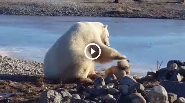 RMF Extra:  Niesamowita przyjaźń między niedźwiedziem polarnym a pieskiem! 