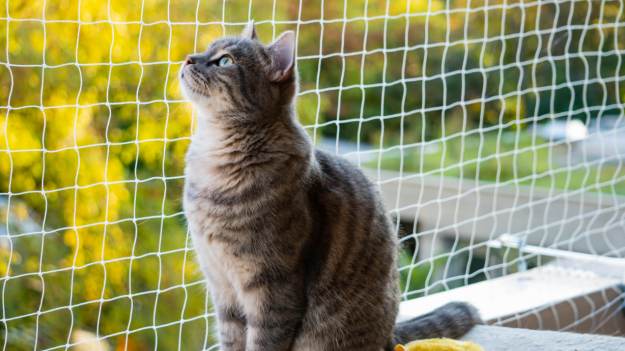 RMF Extra: Wypuszczasz kota na dwór? Naukowcy obliczyli, o ile lat skracasz mu życie