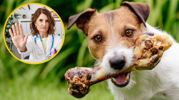 Czy pies może jeść kości? Ekspertka rozwiewa..