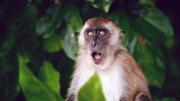 RMF Extra: Pijana małpa pogryzła dziecko i bije ludzi 