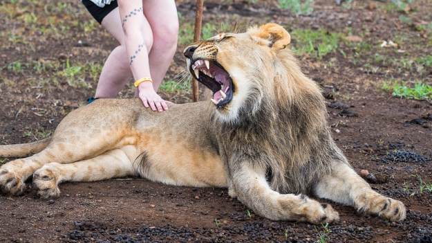 RMF Extra: Wciągnęli nastolatkę do samochodu. Z rąk handlarzy ludźmi uratowały ją lwy [WIDEO]