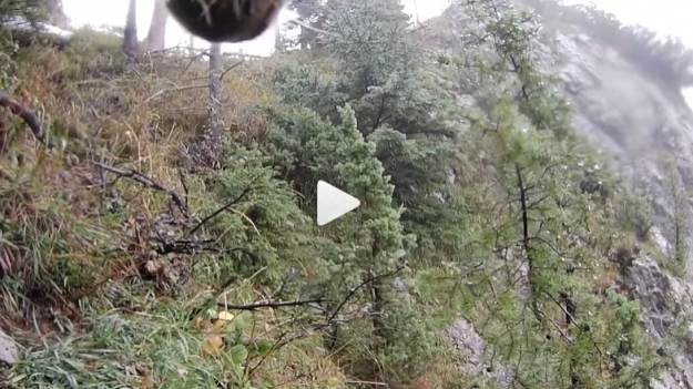 RMF Extra: Co robi niedźwiedź, gdy nikt nie patrzy? Kamera umieszczona na obroży wszystko nagrała! Takie ujęcia to rzadkość [WIDEO]