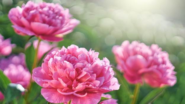 RMF Extra: Wiosna w ogrodzie. Dlaczego nie warto przesadzać piwonii o tej porze roku?