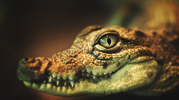 RMF Extra: Poszukiwania krokodyla z Czech zakończone! Mireczek ukrył się w piwnicy