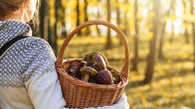 RMF Extra: Główny Lekarz Weterynarii ostrzega grzybiarzy. Chodzi o afrykański pomór świń