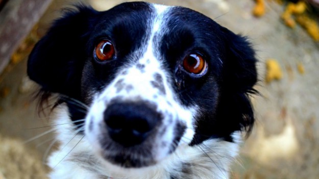 RMF Extra: Kolejne schronisko tonie! Wczoraj pomagali w Wadowicach, dziś sami potrzebują pomocy!