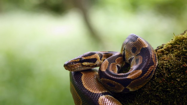 RMF Extra: Pyton grasuje w Katowicach! Mieszkańcy znaleźli wylinkę węża