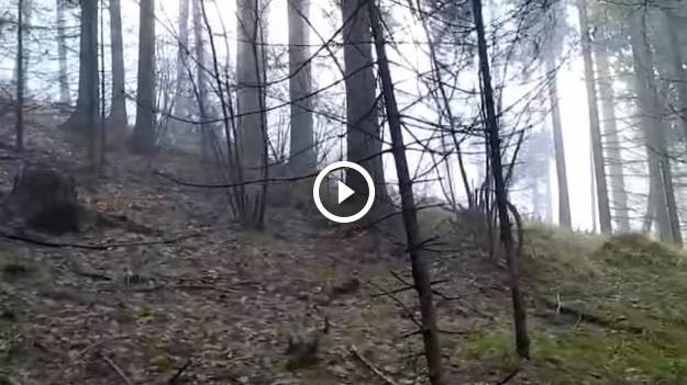 RMF Extra: Poszedł do lasu z kamerą. W pewnej chwili obok niego pojawiły się niedźwiedzie! [WIDEO]