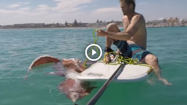 RMF Extra: Wielka kałamarnica próbuje porwać deskę surfera