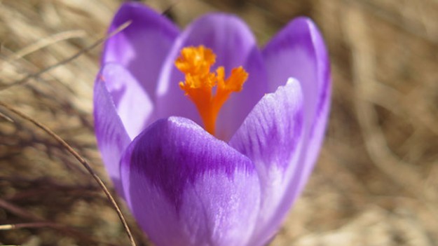 RMF Extra: Pierwszy dzień wiosny 2017: Dziś o godz. 11.29 powitamy astronomiczną wiosnę!