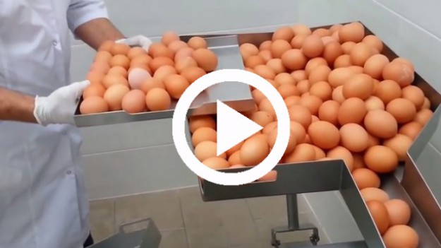 RMF Extra: Maszyna do jajek skradła serca internautów! 