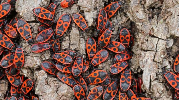 Owad zwany „tramwajarzem”. Nie warto go krzywdzić!