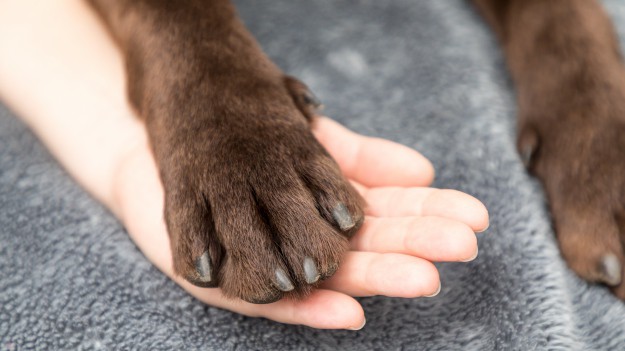 RMF Extra: 12-letni Gary szedł przez 5 dni w mrozie, żeby wrócić do domu. Niezwykła historia czarnego kundelka