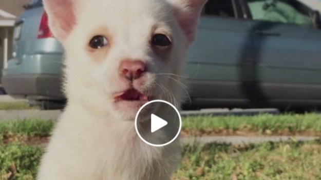 RMF Extra: Ten pieseczek urodził się bez przednich łap! 