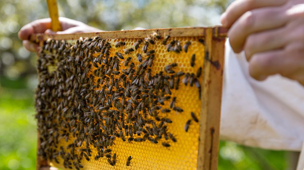 RMF Extra: Tworzymirki. Otruto 420 tysięcy pszczół. Policja zatrzymała 34-letniego mężczyznę