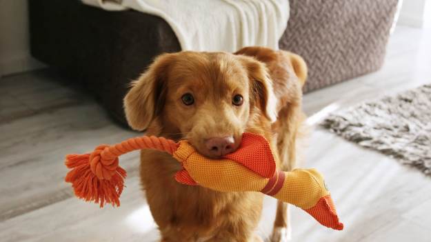 RMF Extra: Twój pies przynosi ci zabawkę, gdy wracasz do domu? Powód wyciśnie ci łzy z oczu