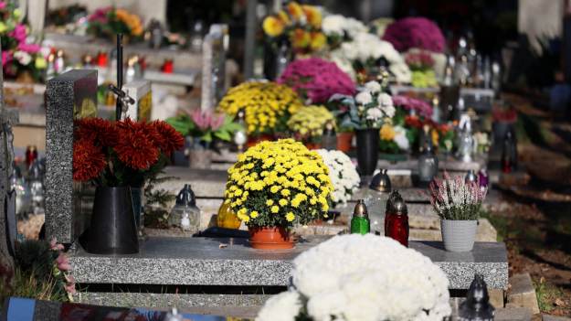 RMF Extra: Tak wybierzesz najtrwalsze chryzantemy. Wystarczy zwrócić uwagę na kilka szczegółów