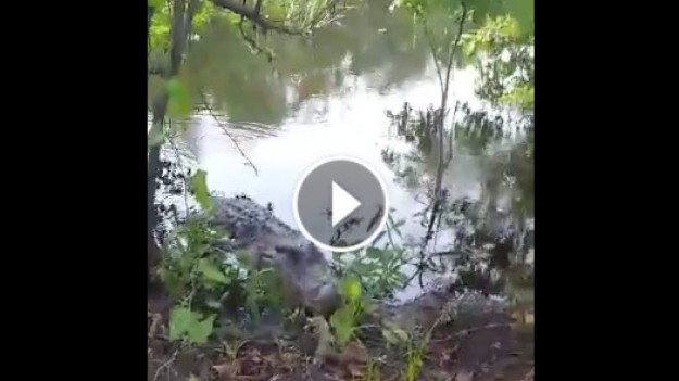 RMF Extra: Artur Szpilka vs aligator. Ten film podbija Internet!