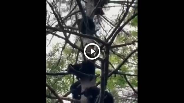 RMF Extra: Drzewo z... niedźwiedziami na gałęziach. Internauci żartują: "Ale obrodziło w miśki, gdzie kupię takie sadzonki?" [WIDEO]