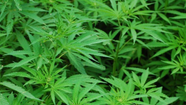 RMF Extra: Kupił mieszkanie na licytacji komorniczej. W środku znajdowała się profesjonalna plantacja konopi indyjskich