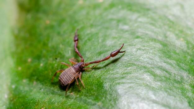 RMF Extra: "Polski skorpion" może być w twoim domu. Czy należy się go bać? 