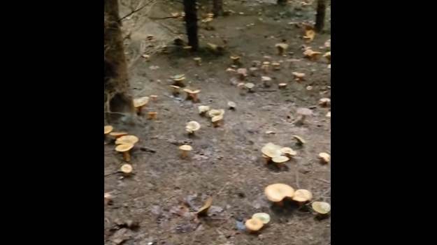 RMF Extra: Setki grzybów w zasięgu wzroku: "Marzenie każdego grzybiarza". Nagranie z lasu robi furorę w sieci! [WIDEO]