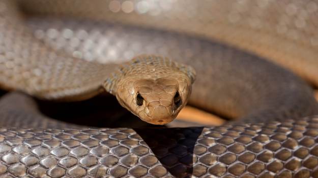 RMF Extra: Jadowity wąż spał w łóżku. Kobieta przeżyła szok, gdy podniosła kołdę [FOTO]