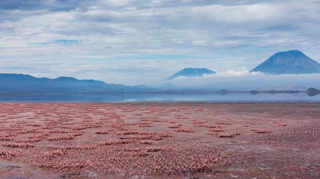RMF Extra: Jezioro Natron w Tanzanii. Woda ma pH jak wybielacz!