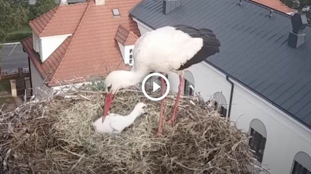 RMF Extra: Samotny bocian próbuje wychować pisklę. Czy uda się ocalić malucha przed śmiercią? Co stało się z bocianią mamą? [WIDEO]