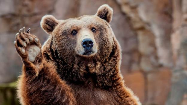 RMF Extra: Gromadka niedźwiedzi buszuje po lesie! Ukryta kamera wszystko nagrała [WIDEO]