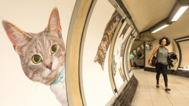 RMF Extra: Koty opanowały londyńskie metro!
