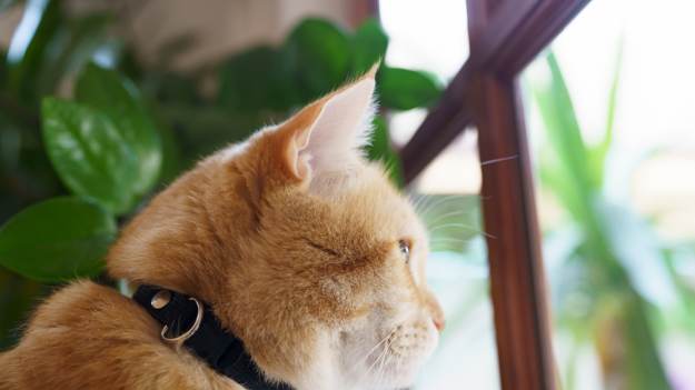 Eksperci ostrzegają: Nie zostawiaj kota samego na..