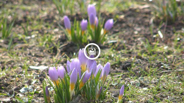 RMF Extra: W Szczecinie kwitną krokusy. Zobacz zdjęcia!