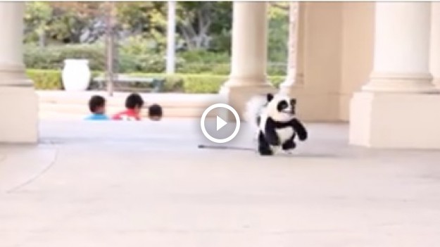 RMF Extra: Panda czy piesek? 