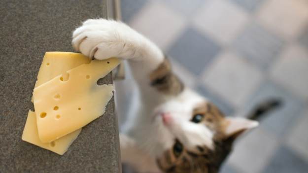 RMF Extra: Czy kot może jeść ser? Sprawdź, czy nie zrobisz mu krzywdy!